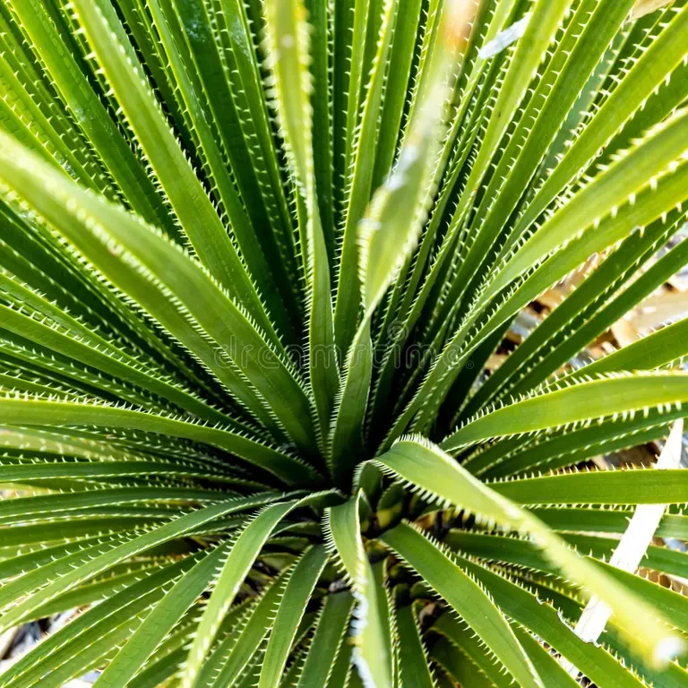 Plant of the Week: Sotol