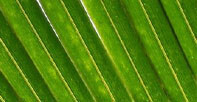 Palm Sunday | John 12:12-18 (Audio) episode artwork