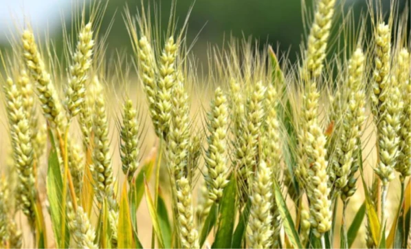 Wheat Among Weeds Part II
