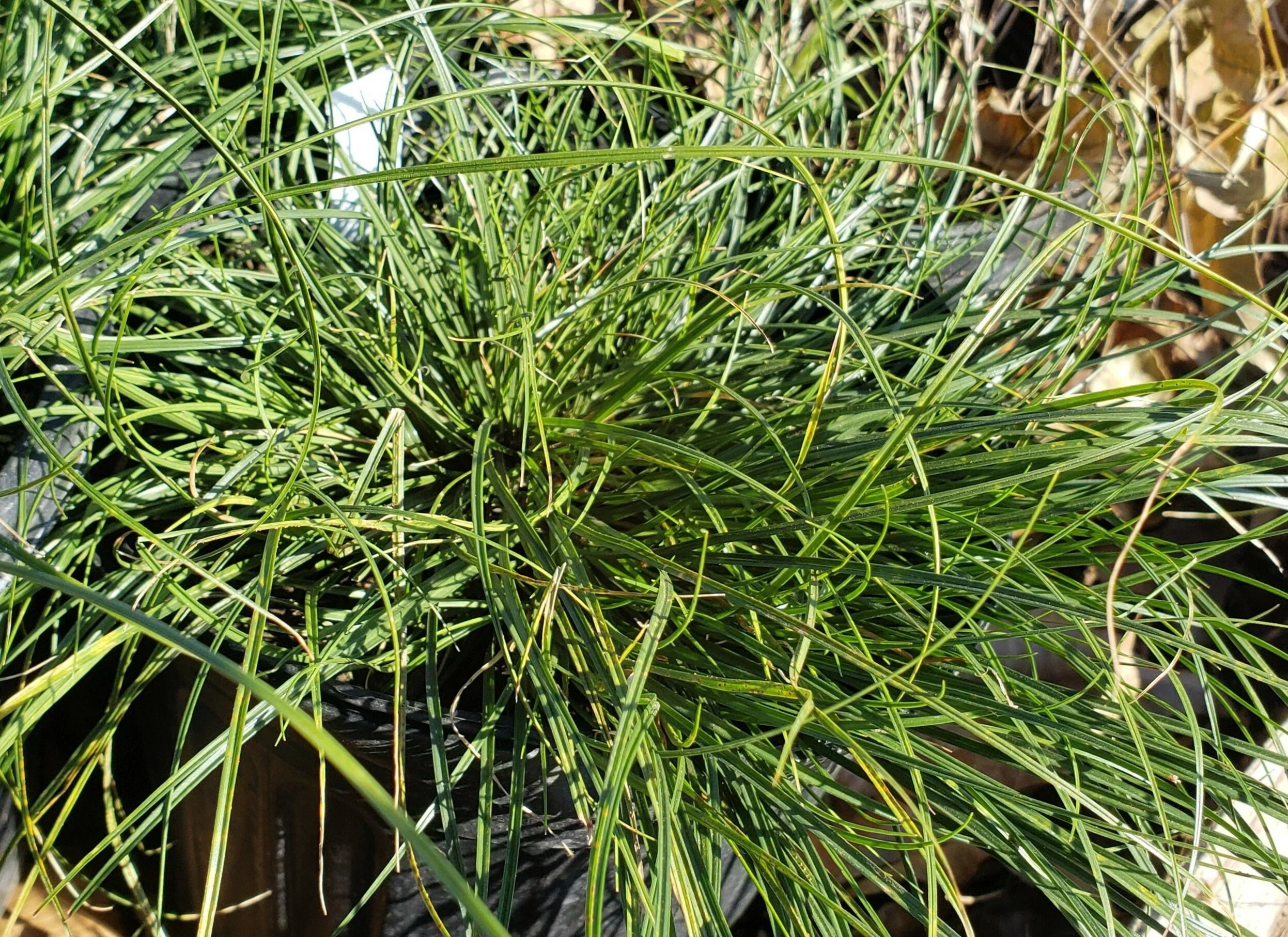 Plant of the Week: Texas Sedge