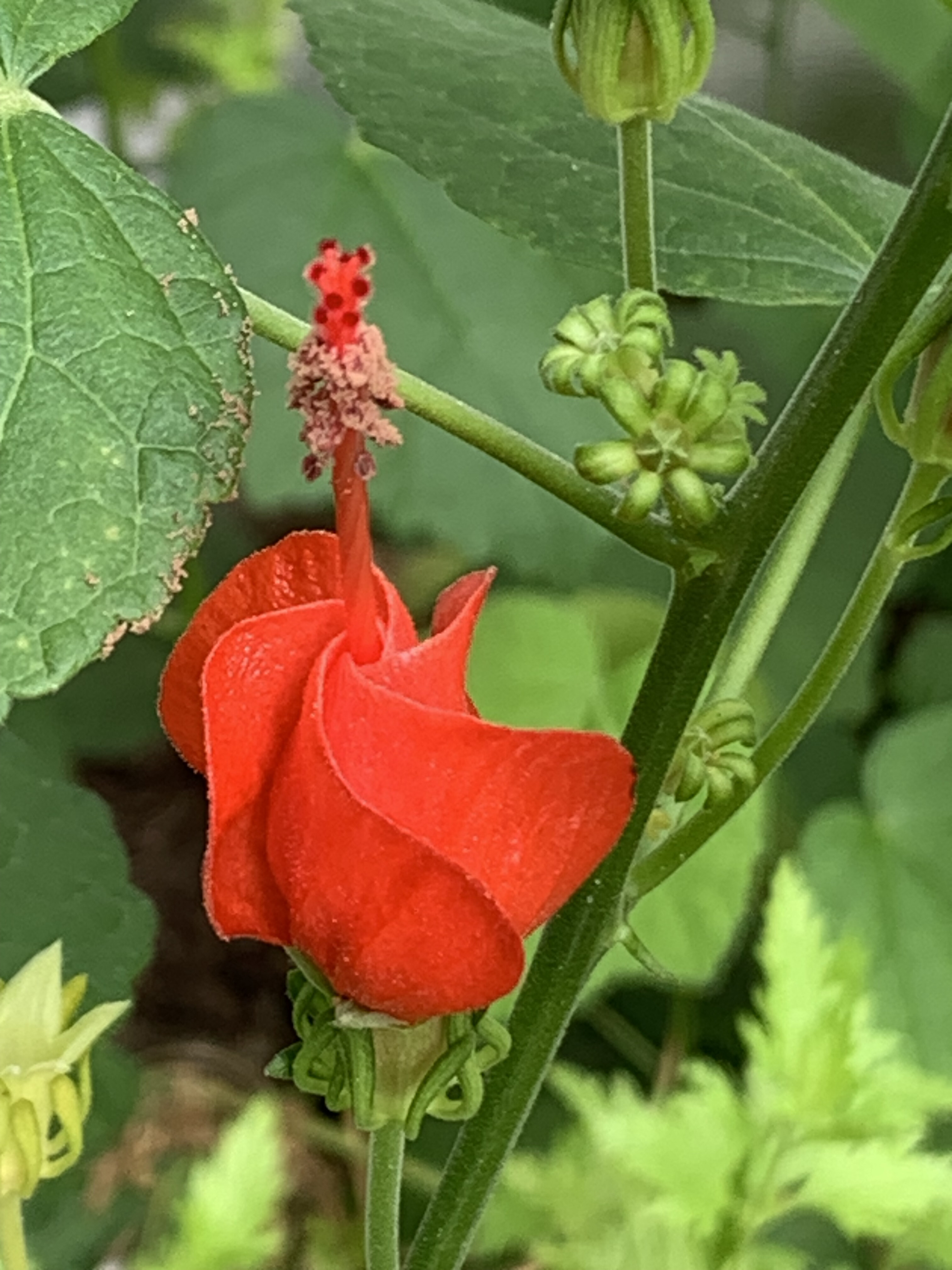Plant of the Week: Turk's Cap