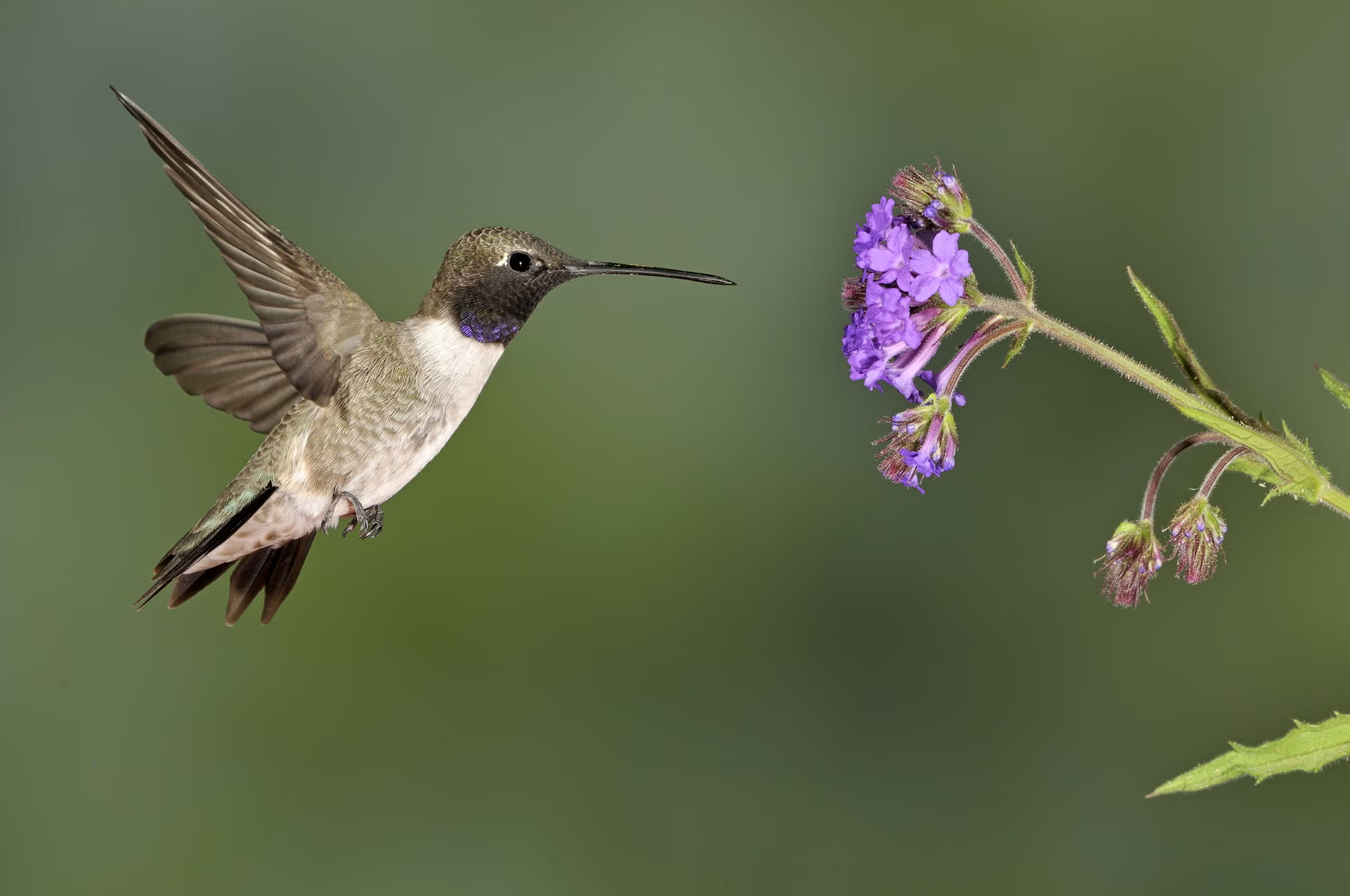 Hummingbirds Are on the Way!
