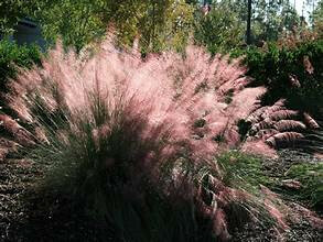 Plant of the Week: Gulf Muhly