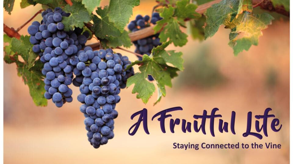 Staying Connected to the Vine (Audio) episode artwork