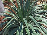 Plant of the Week: Soft Leaf Yucca