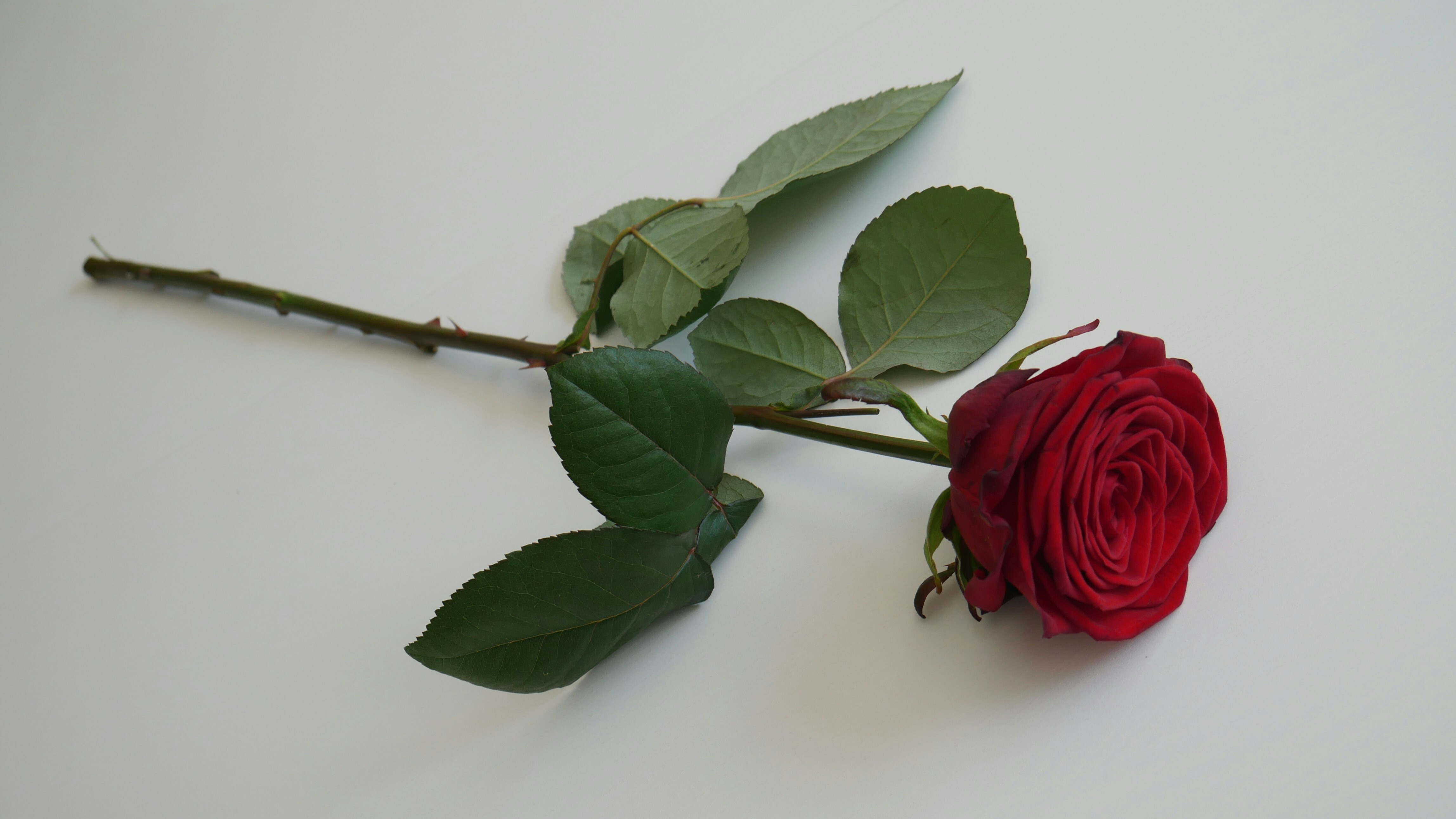 SAN VALENTIN (UNA HISTORIA CON MENSAJE)