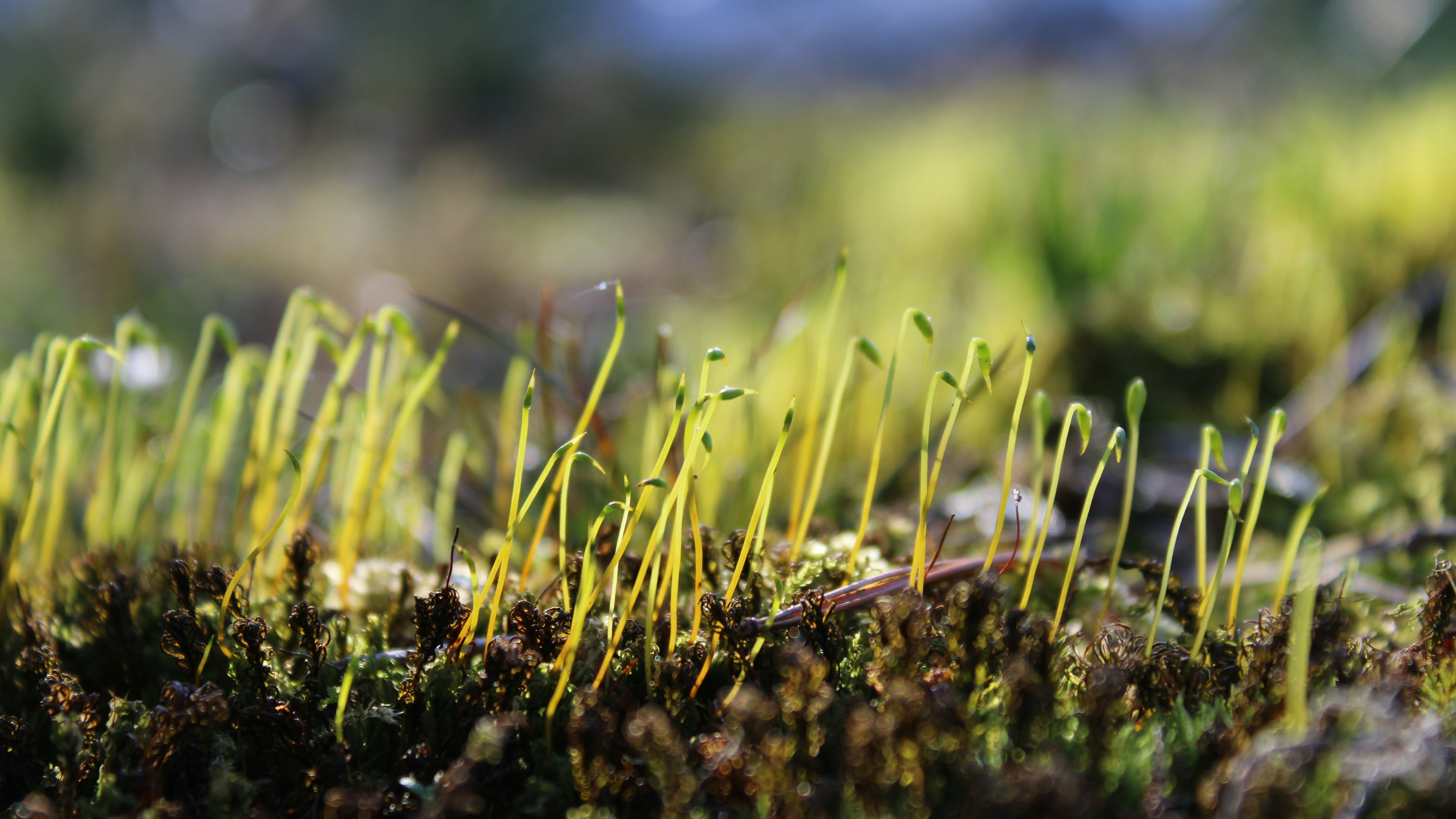 A SEMBRAR PARA COSECHAR