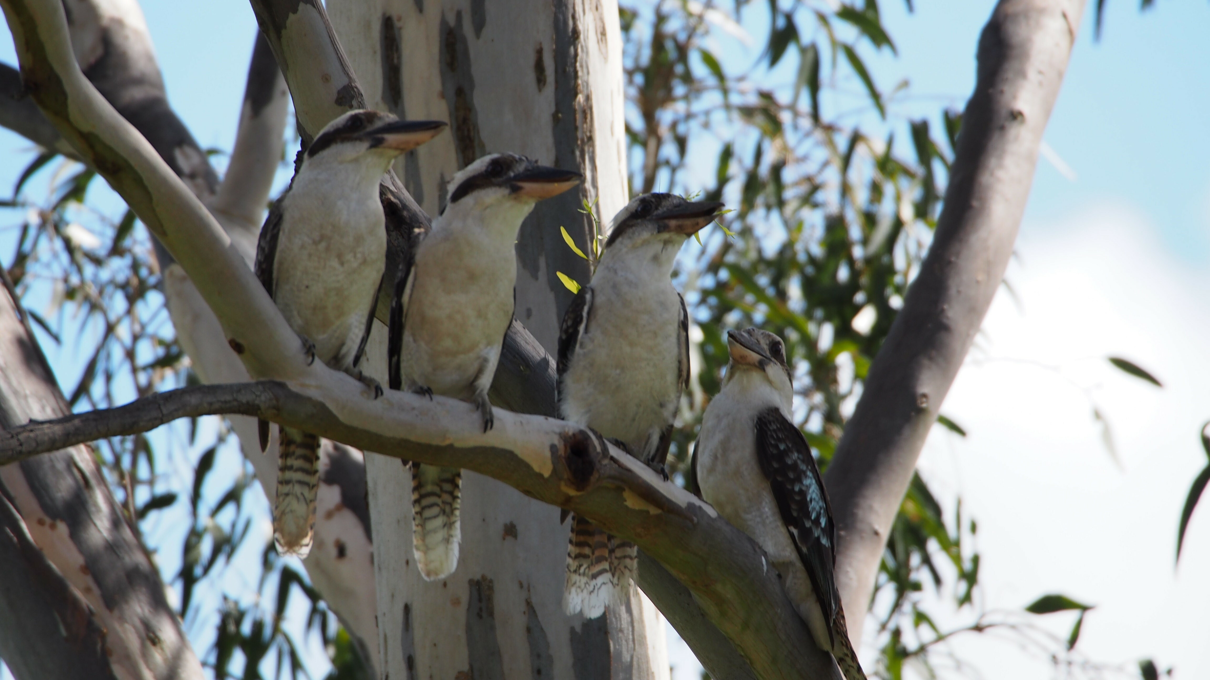 Four Calling Birds