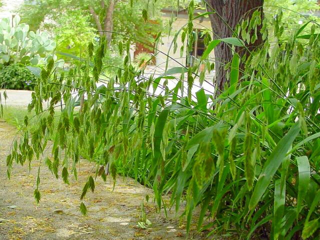 Plant of the Week: Inland Sea Oats