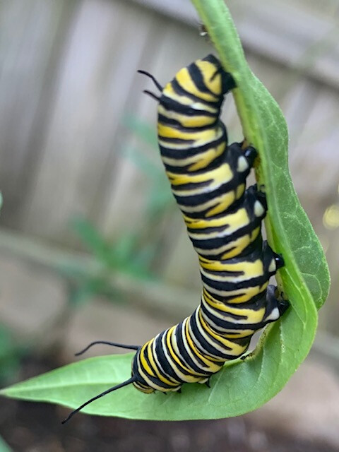 Help Save Monarchs: Plant Milkweed!