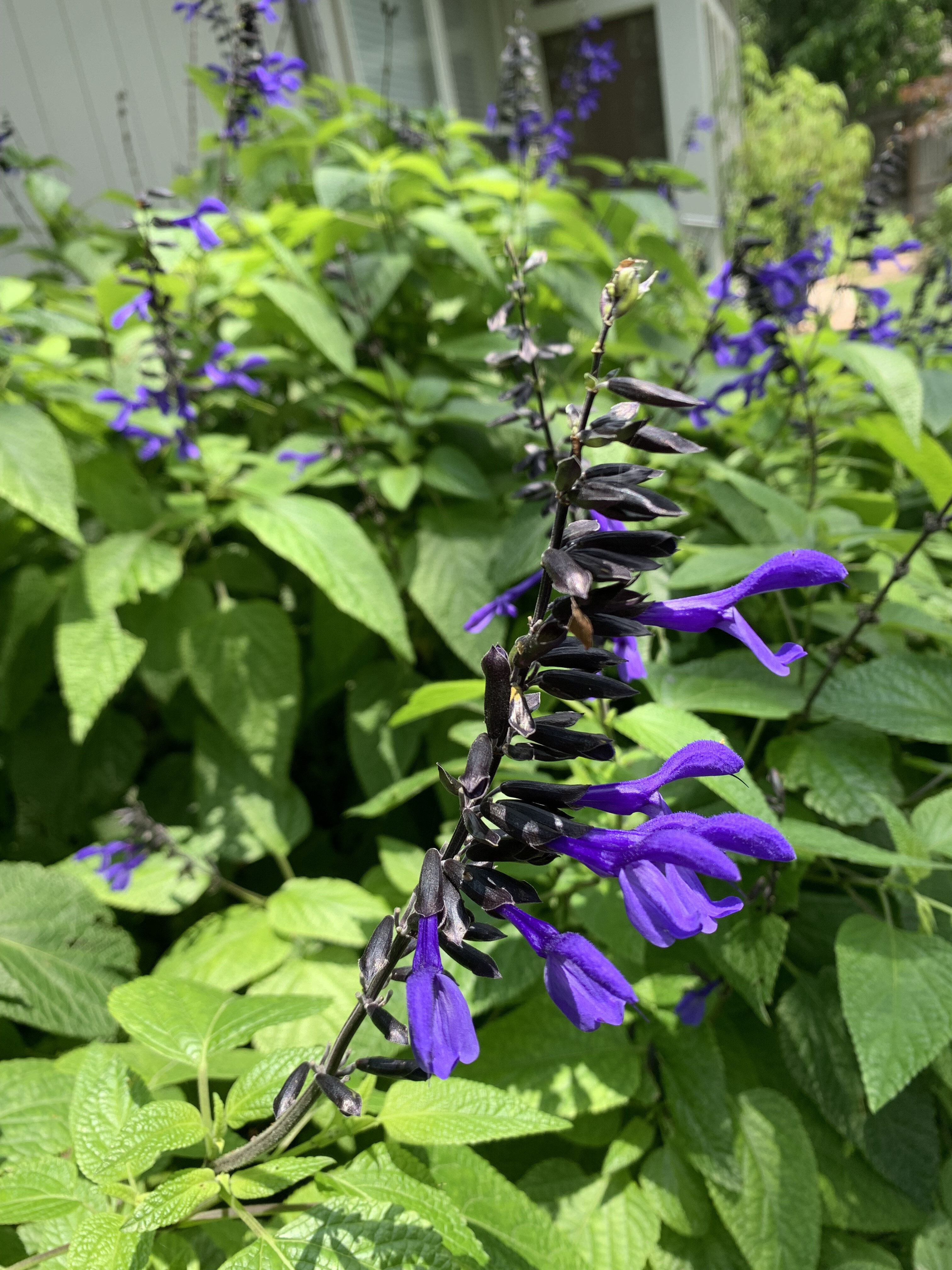 Plant of the Week: Black & Blue Salvia