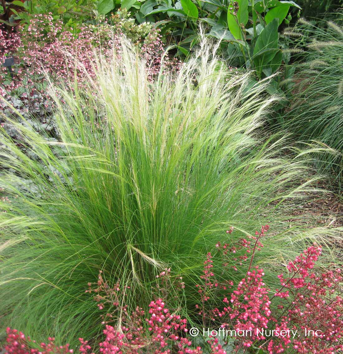 Plant of the Week: Mexican Feathergrass