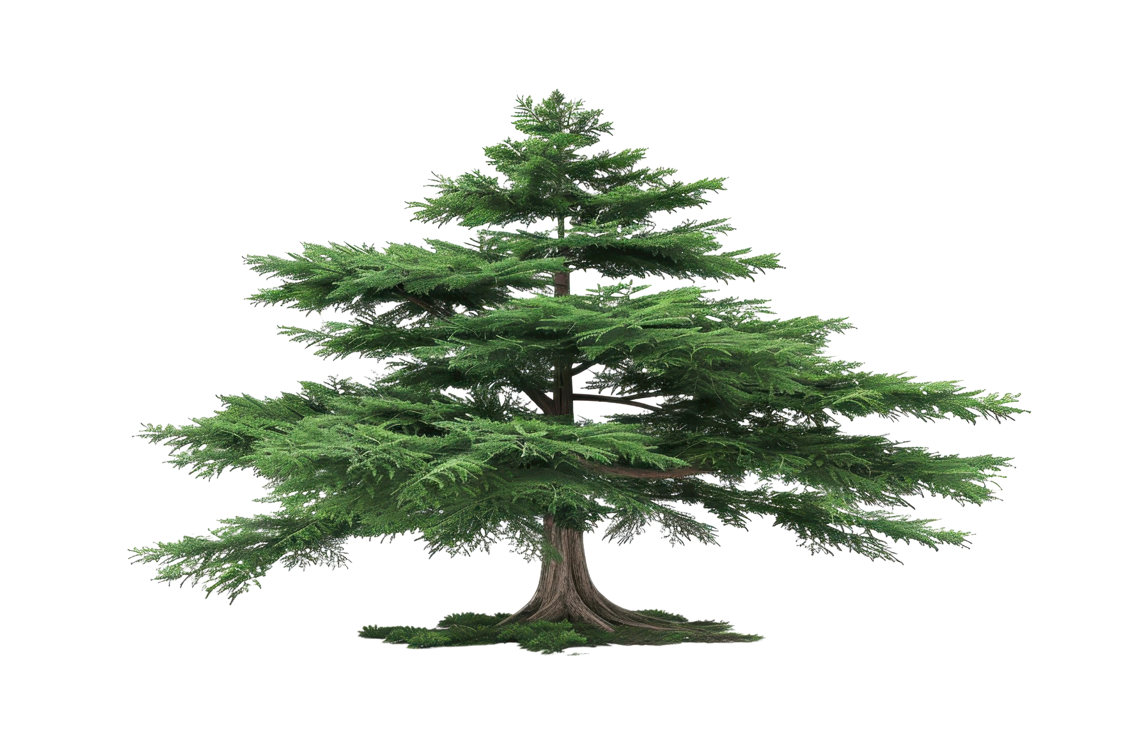 Cedar of Lebanon