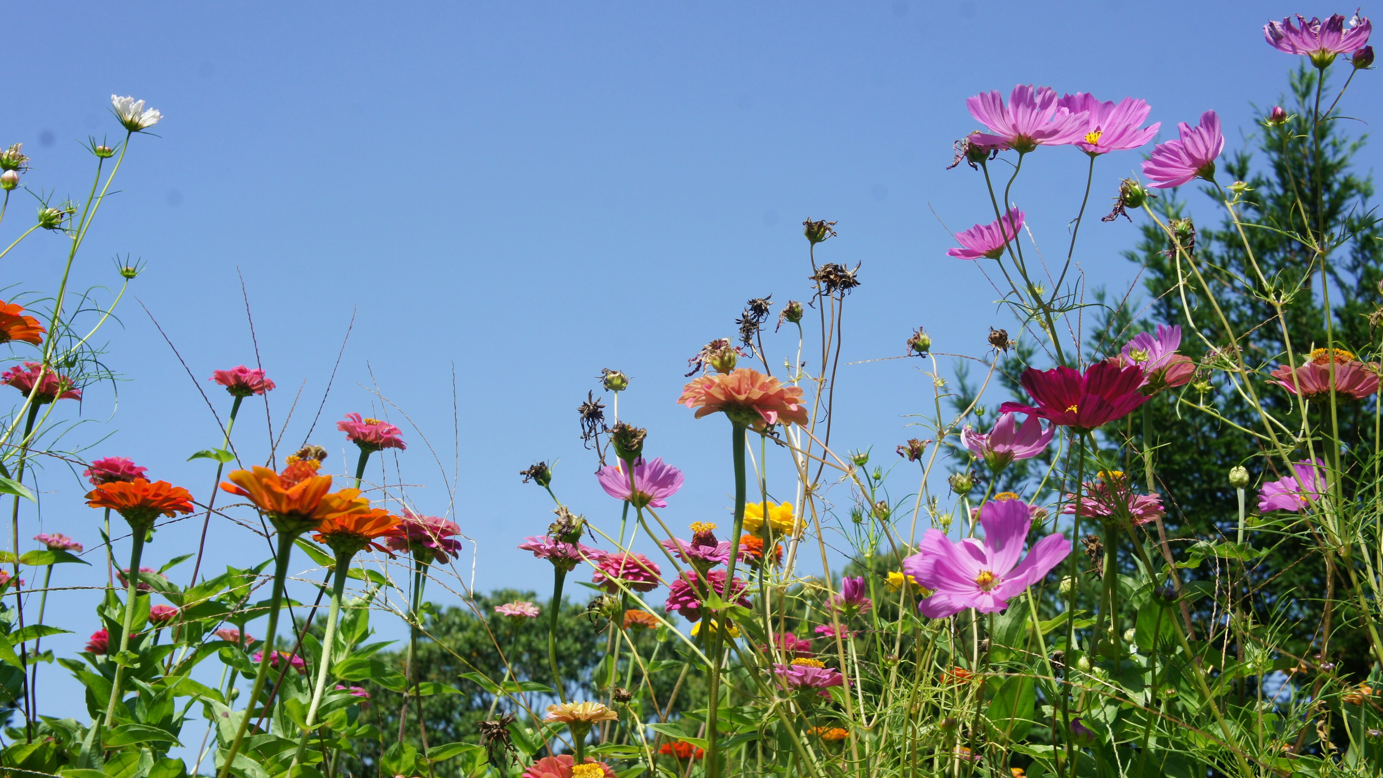 LA ANCIANA Y LAS SEMILLAS