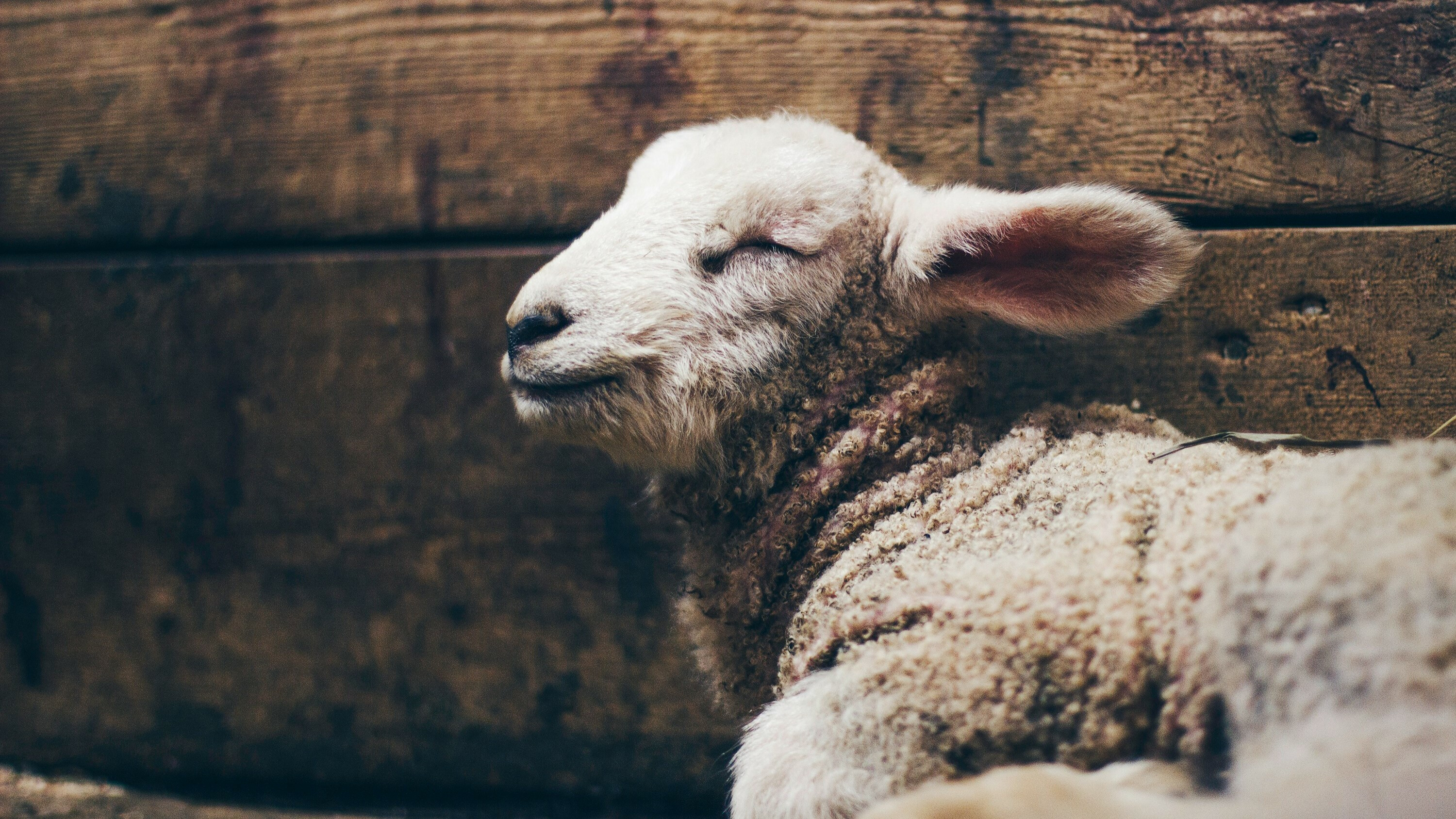 The After-Epiphany Season of Ordinary Time: Discovering Jesus’ Identity