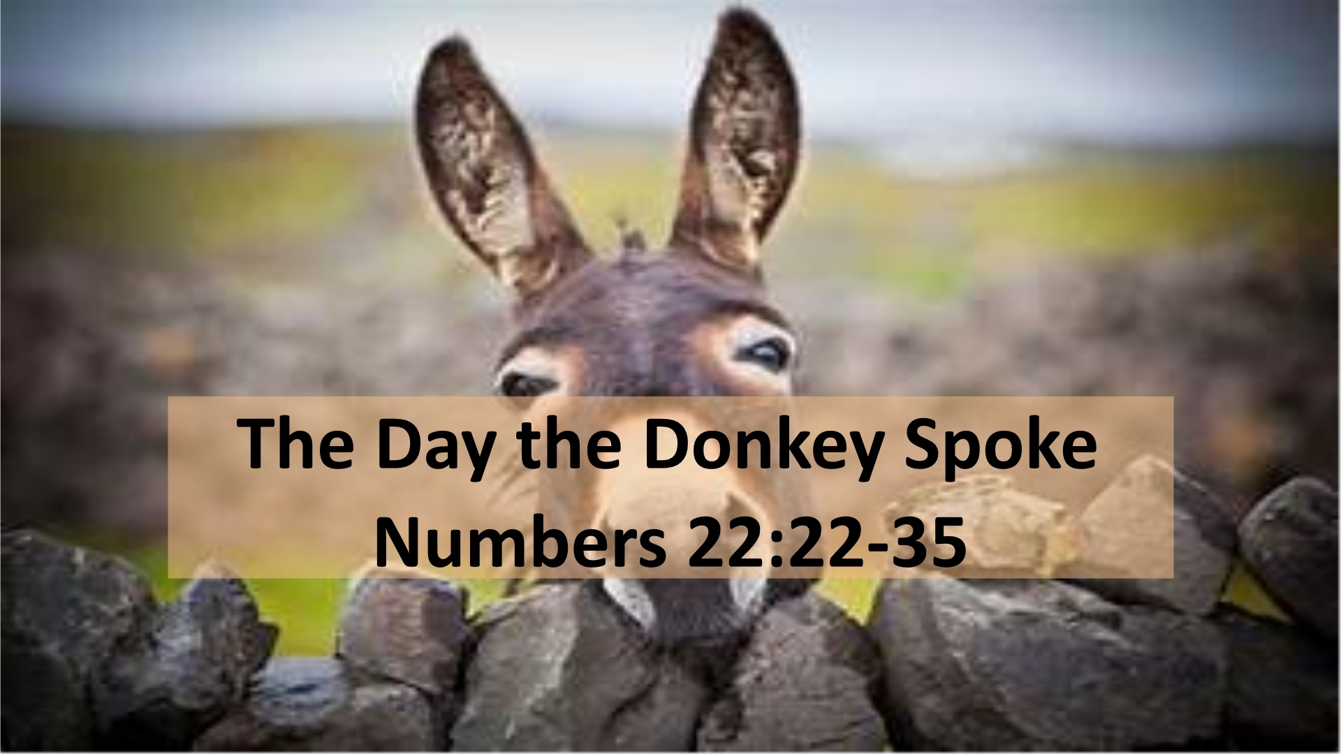 The Day The Donkey Spoke episode artwork