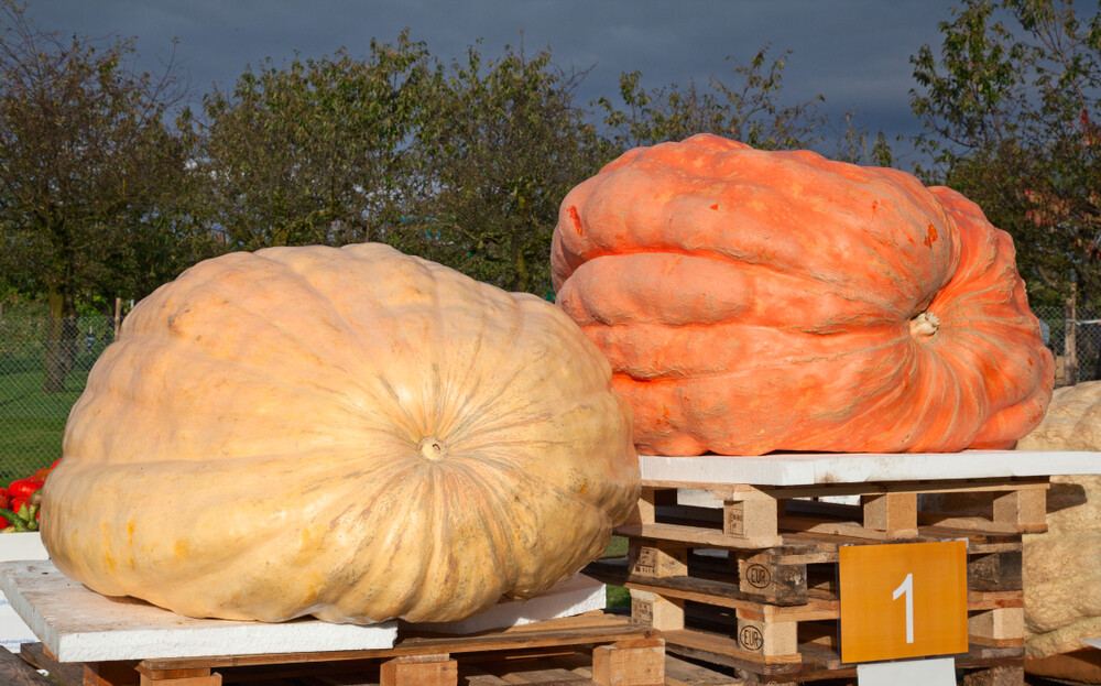 giant-pumpkin-weigh-off