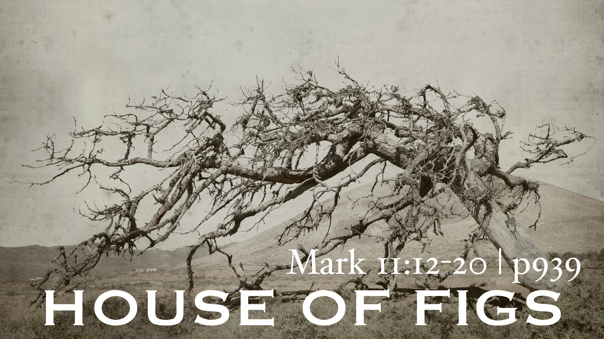 House of Figs episode artwork