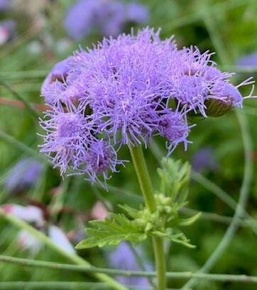 Plant of the Week: Gregg's Mistflower