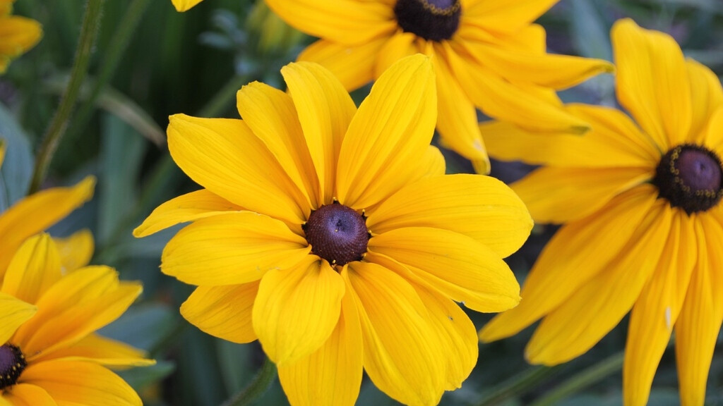 Grow in Grace