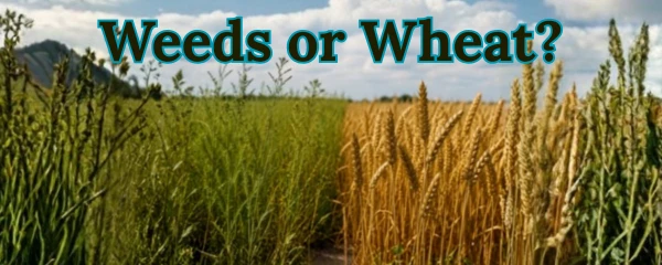 Weeds or Wheat?
