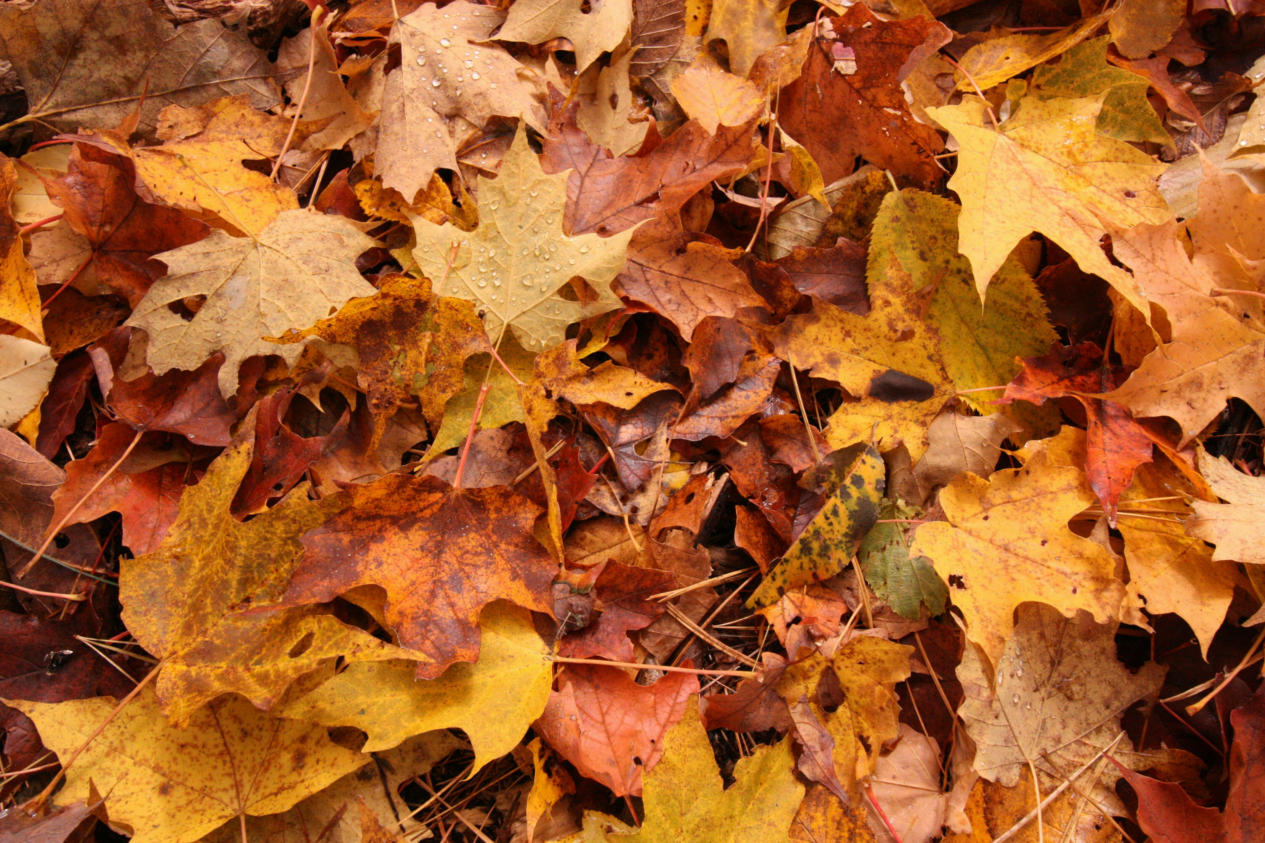 Leave Those Leaves, Please!