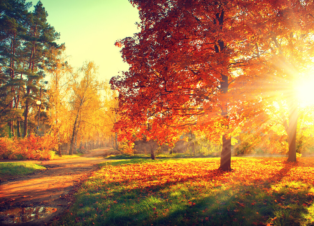 autumn-trees-and-leaves-in-sunlight