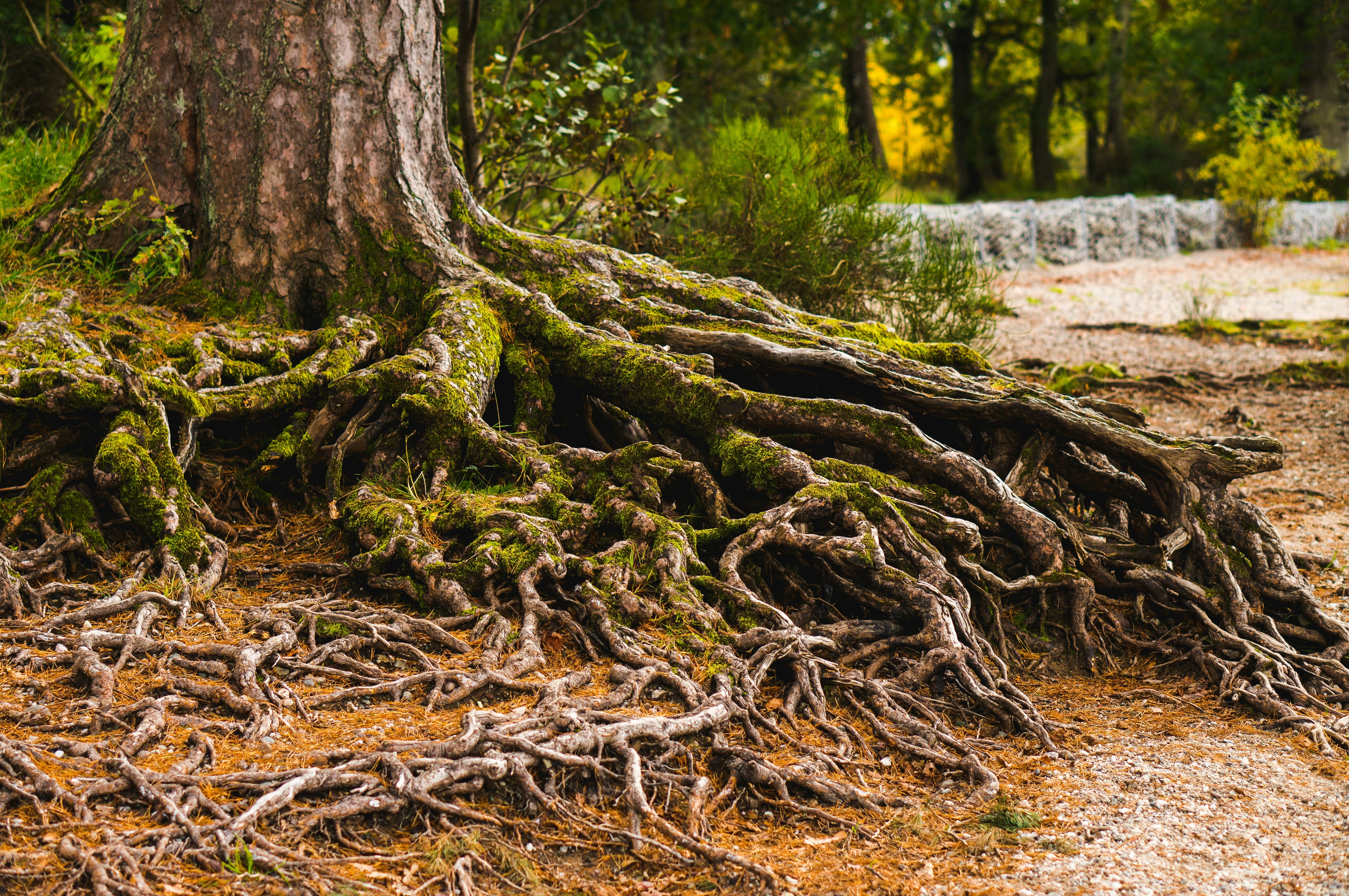 Rooted