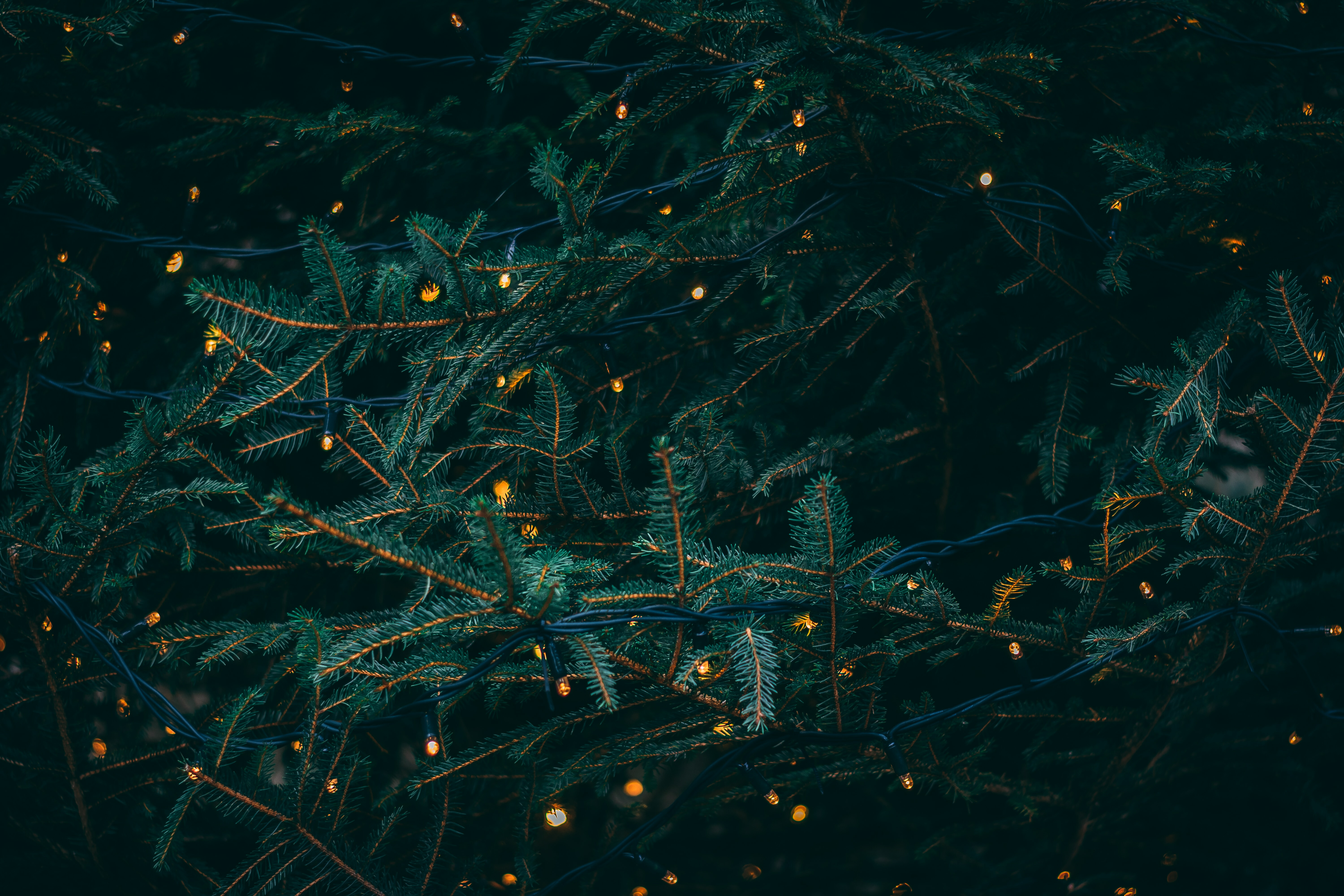 Christmas is Coming