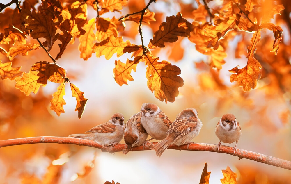 sparrows-against-a-fall-background