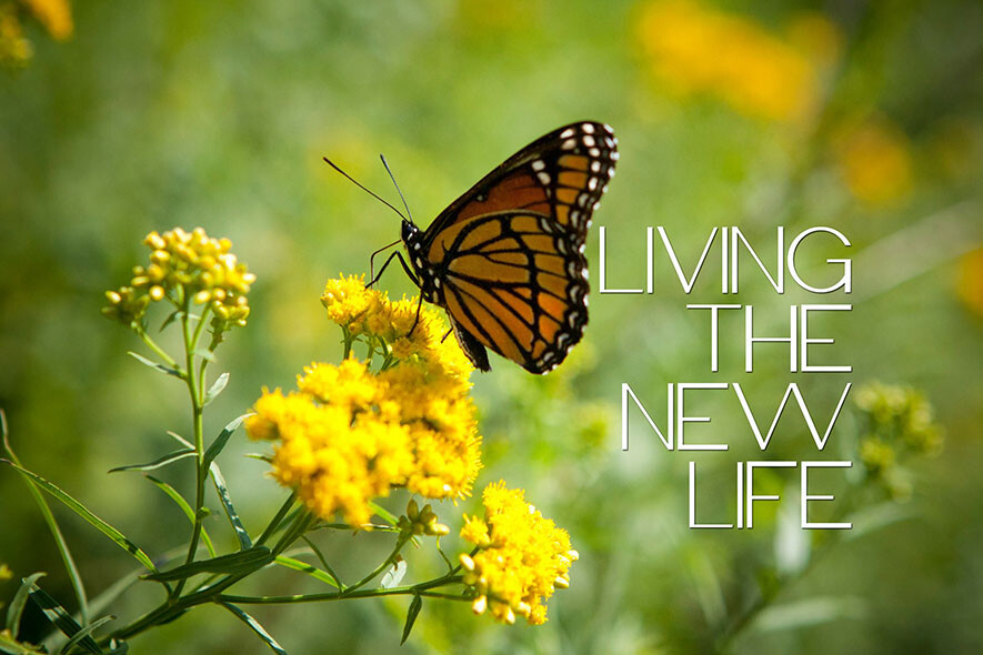Living the New Life: Freedom from Sin