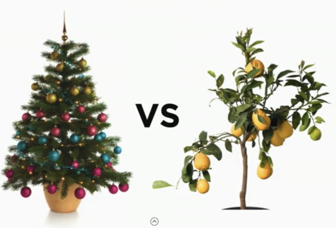 Christmas tree or fruit tree?