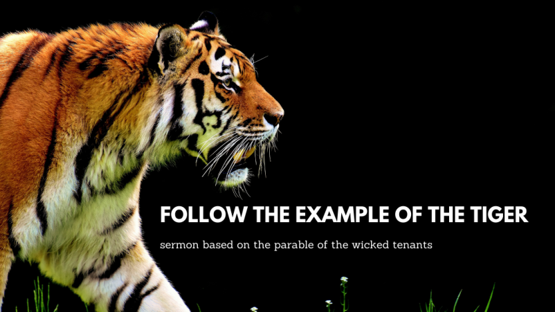 Follow the Tiger