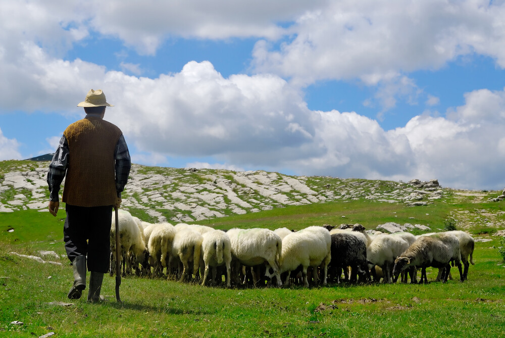 Shepherding
