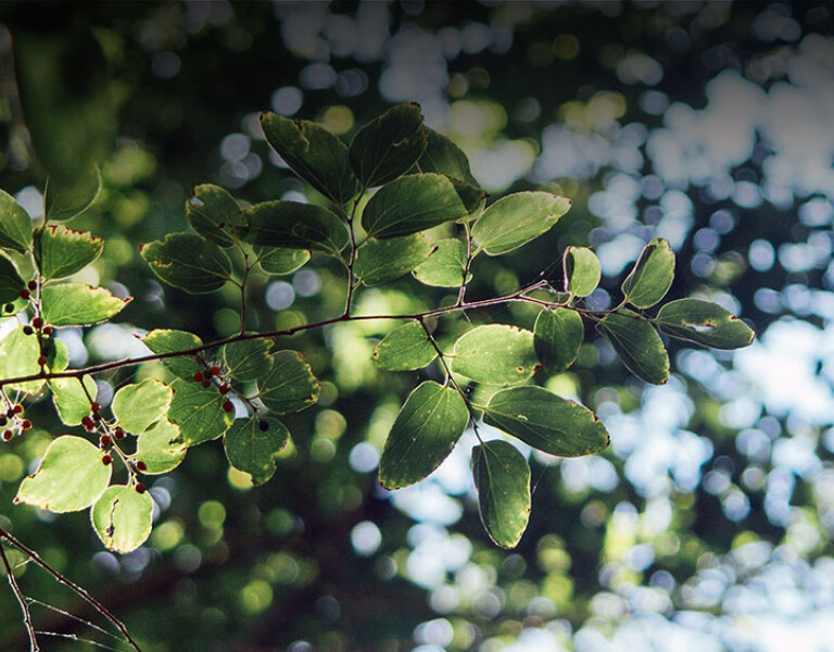 Easter Devotional Day 3: Faith of the Heart