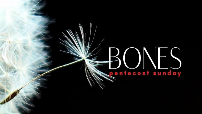 Bones