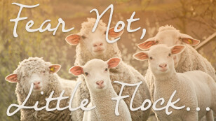 Fear Not, Little Flock