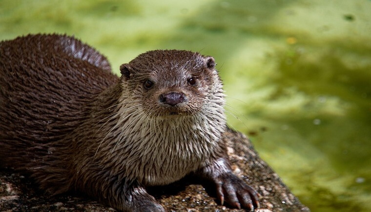 Nursery Volunteer Appreciation - Zoo