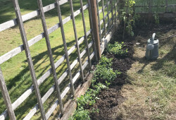 Garden.6