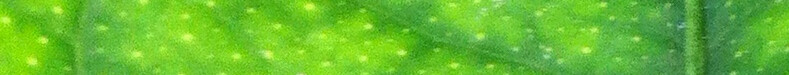 Green Leaf Banner 789 x 75