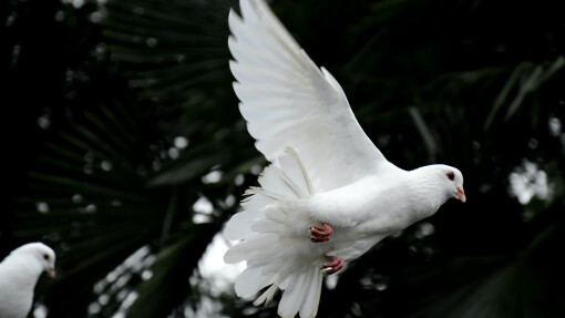 Pentecost Haikus