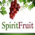 The SpiritFruit of Faithfulness (Audio) episode artwork