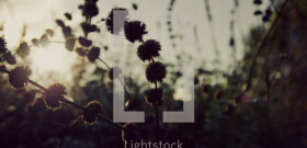 Photo Gallery 1