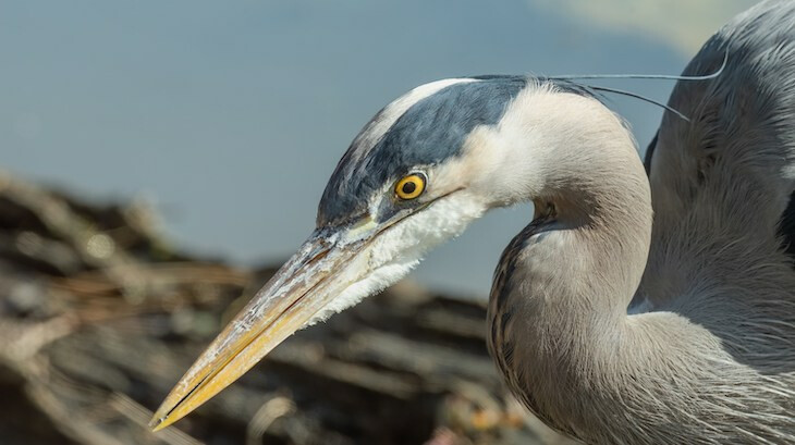 Close-up of a blue heron