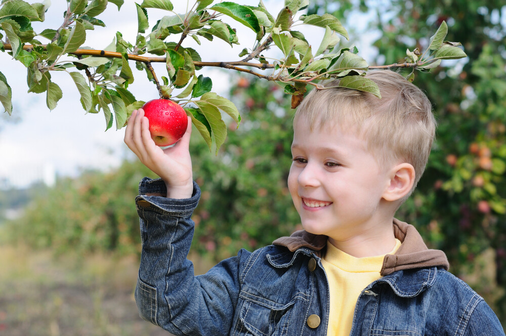 young-boy-happily-picking-apples-at-the-orchard