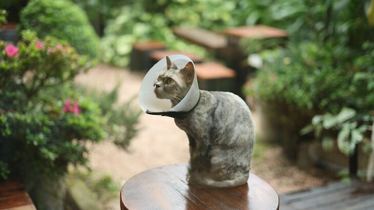 Cat in cone on table in garden