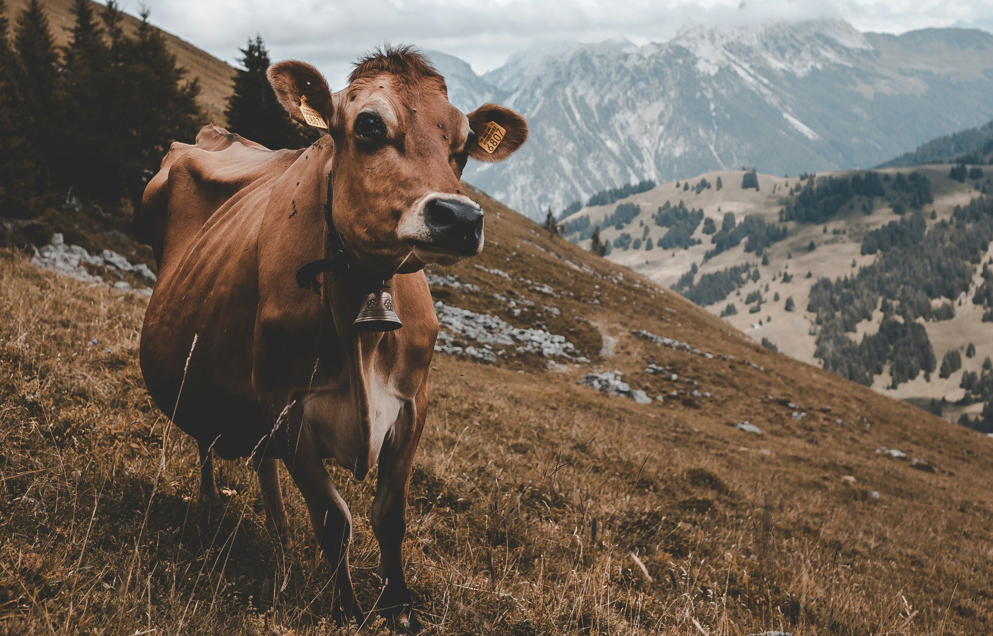 Cattle on a Thousand Hills