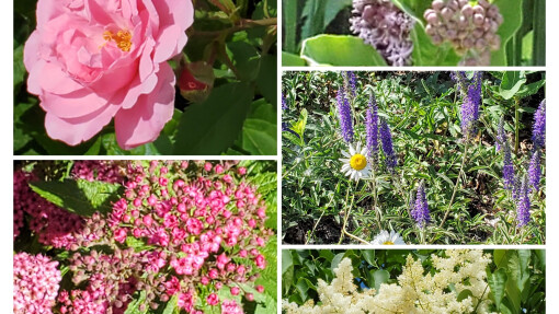 Hill and vale, and tree and flower