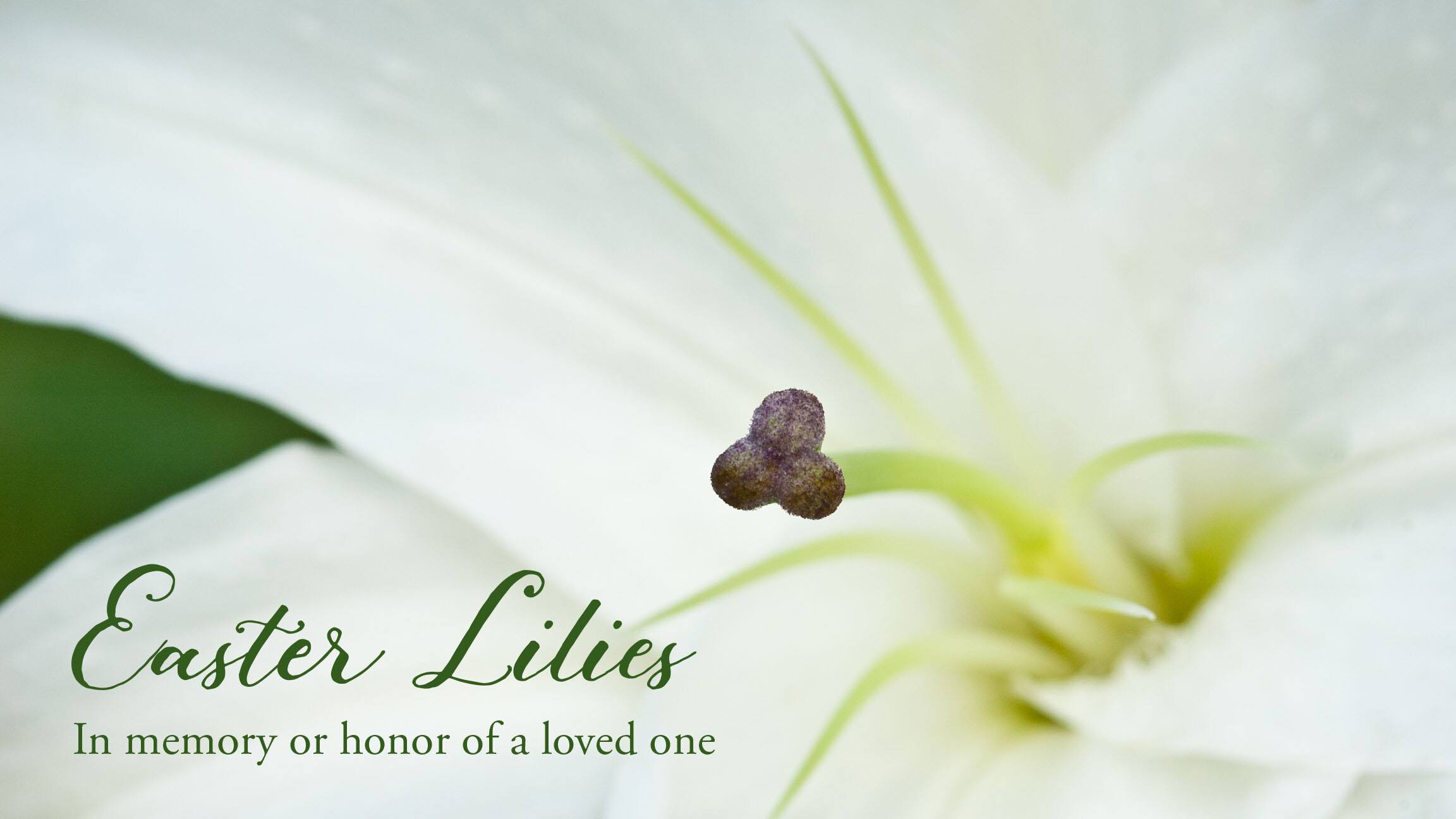 Easter Lily Dedications | Memorial Drive Presbyterian Church | Houston