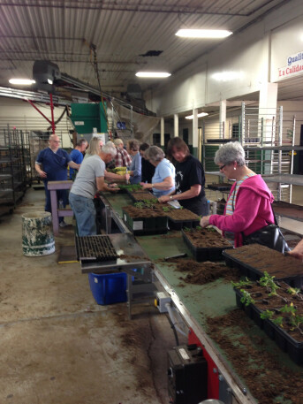 Planting tomatoes for food pantries